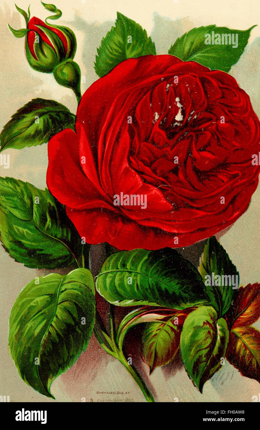 Roses And Rose Culture 1892 Stock Photo Alamy Roses And Rose Culture 1892 Stock Photo Alamy