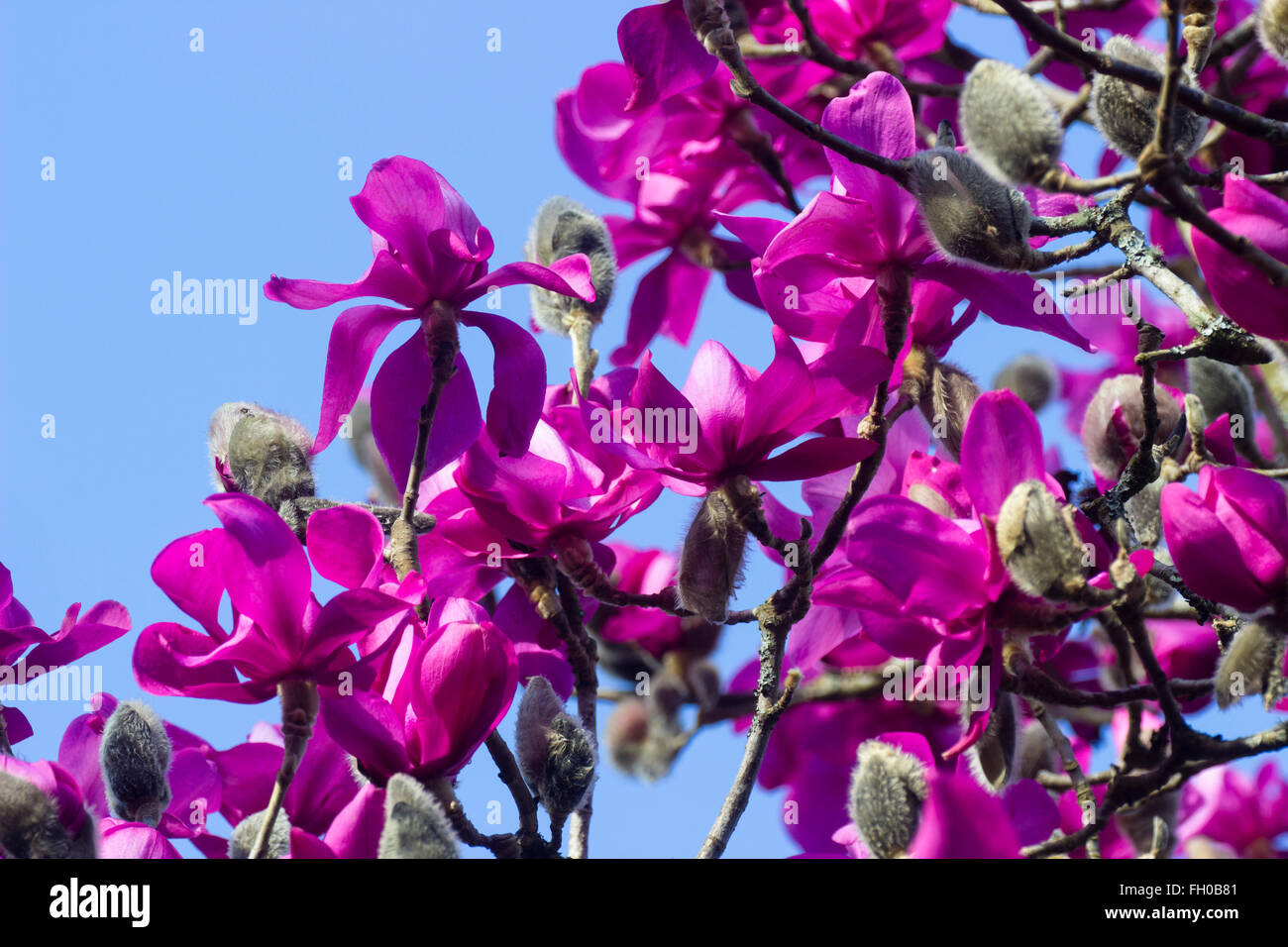 Purple pink flowers of the early flowering deciduous tree magnolia