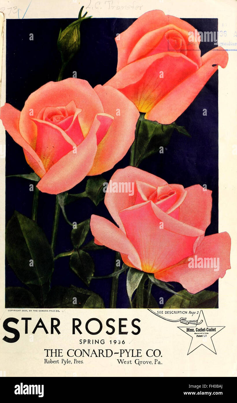 Star roses are a unique variety of roses known for their distinctive ...