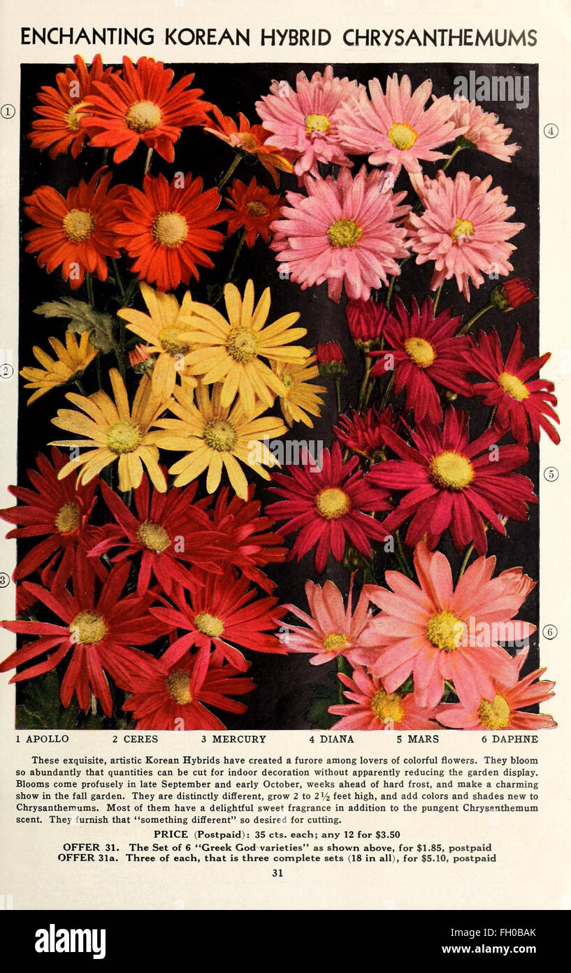 Star roses are a distinctive variety of roses with unique star-shaped ...
