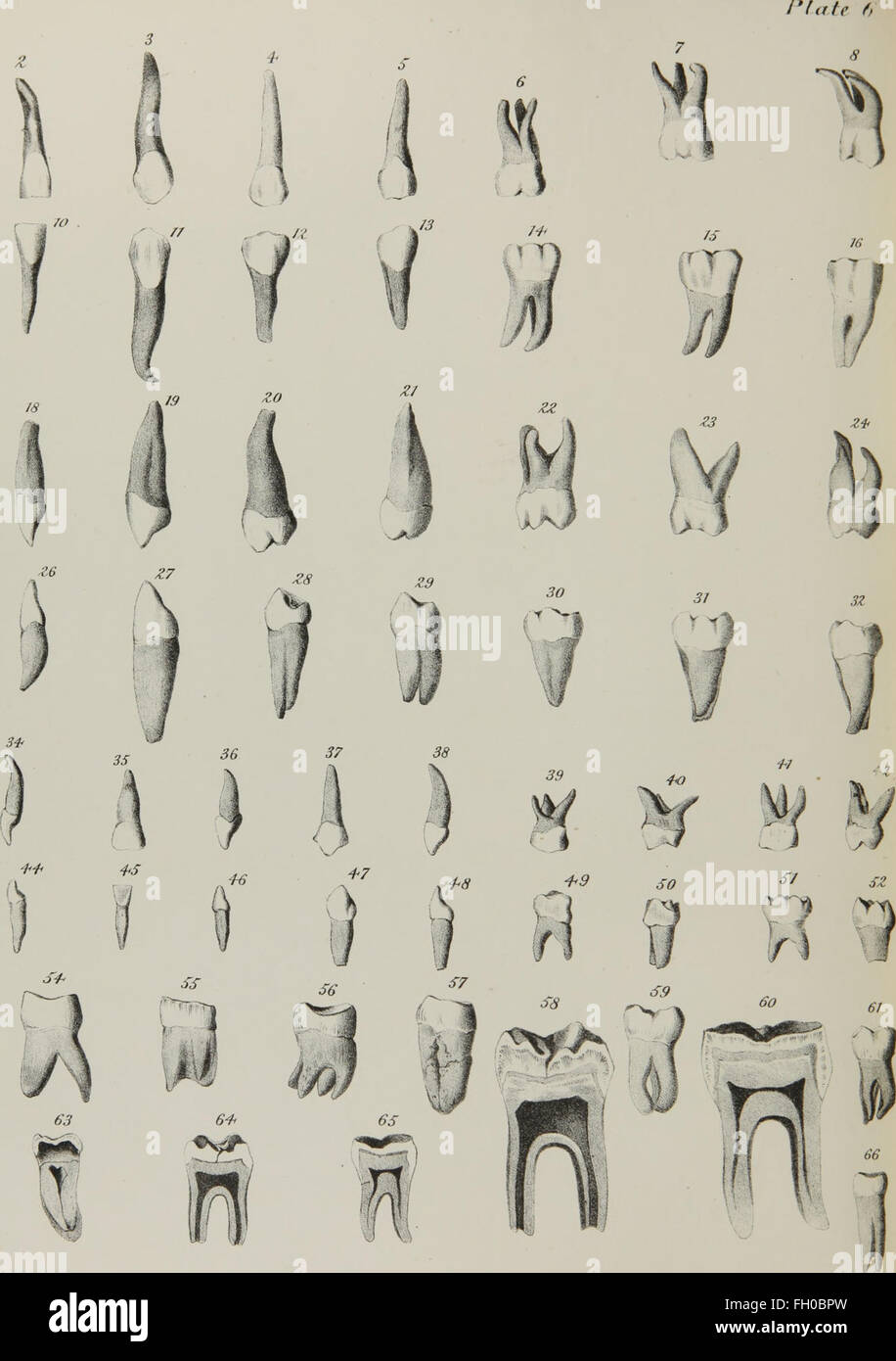 Published Teeth Explanation Text Example This medical text outlines the anatomy, physiology, and pathology of ...