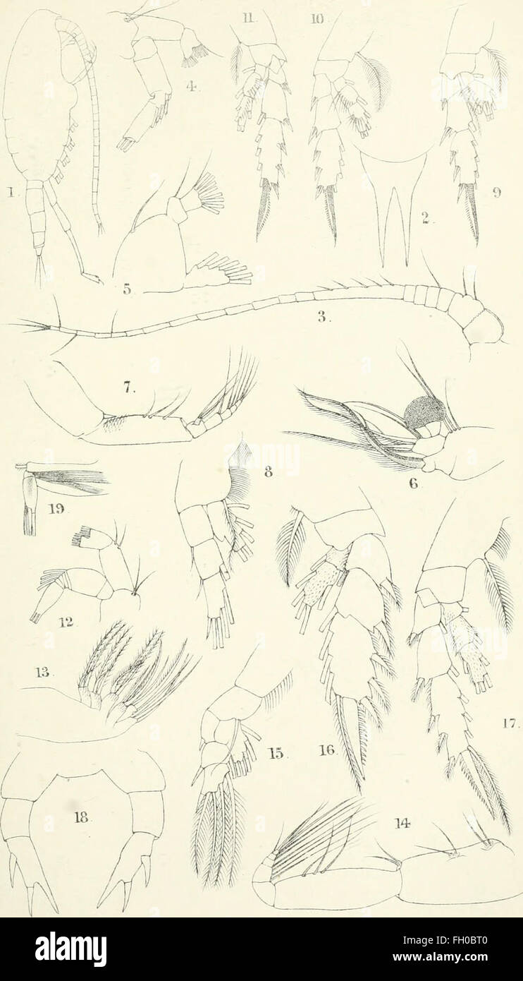 The annals and magazine of natural history - zoology, botany, and geology (1838) Stock Photo