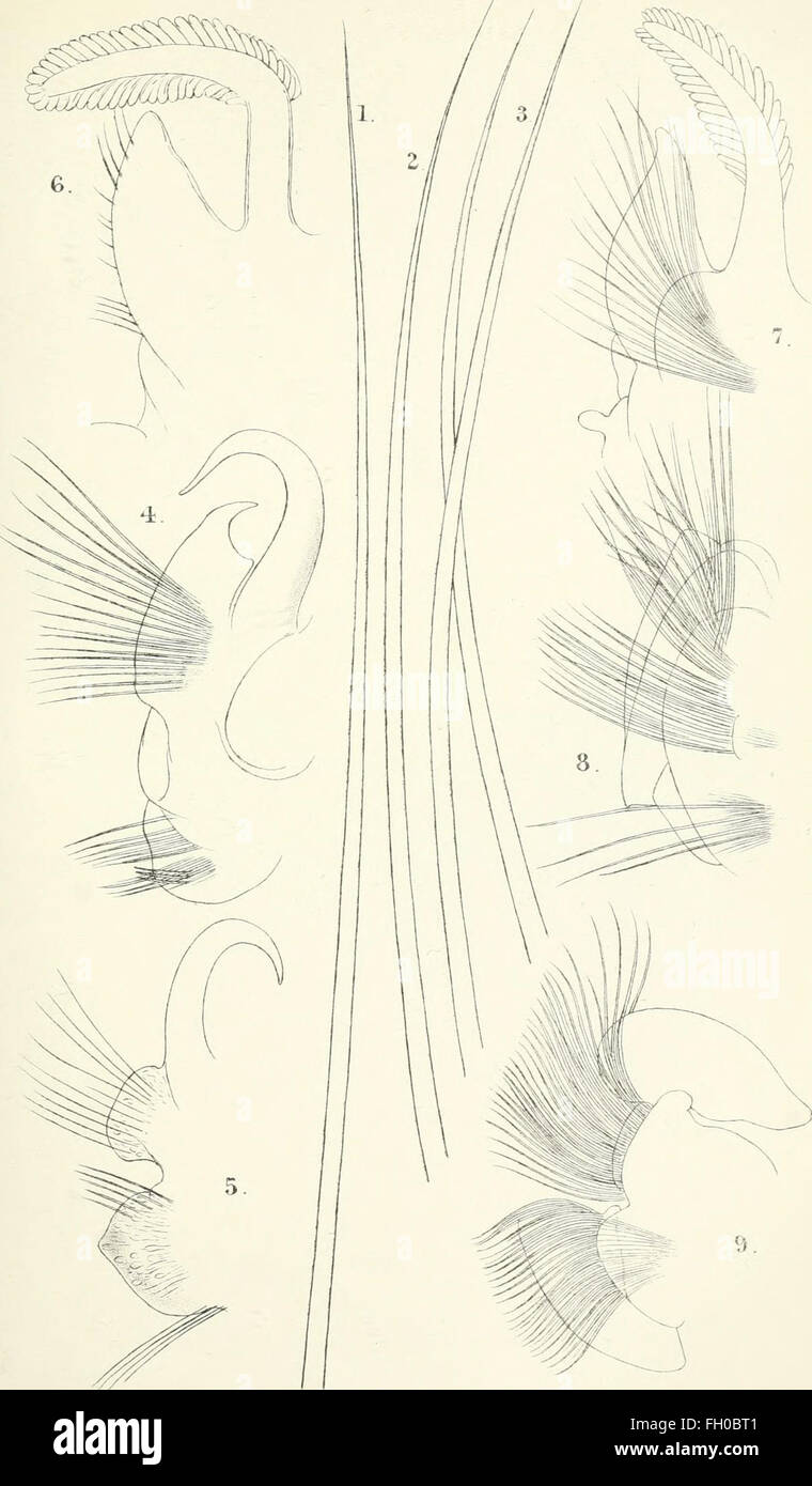 The annals and magazine of natural history - zoology, botany, and geology (1838) Stock Photo