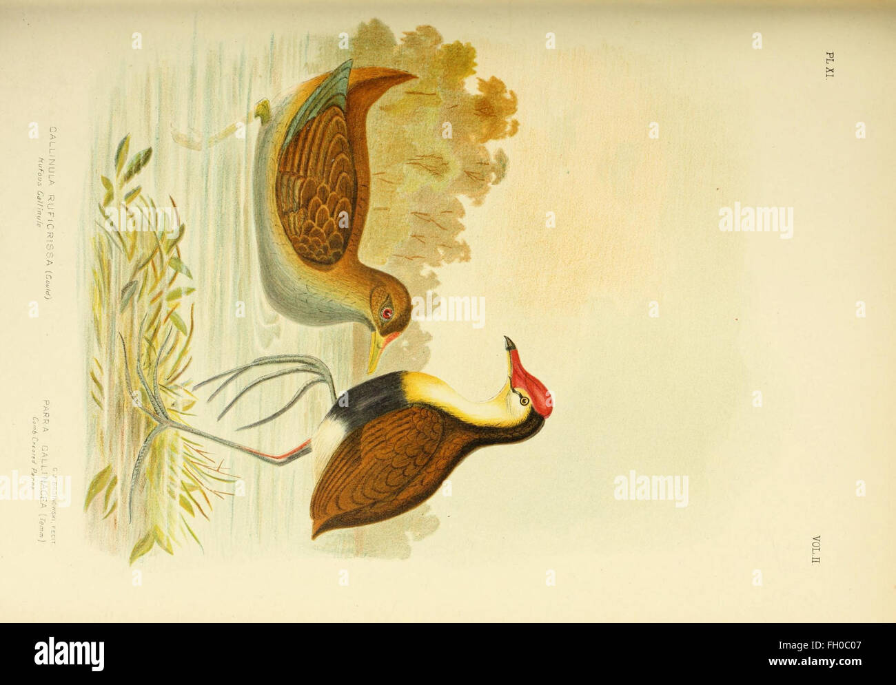 'The Birds of Australia' provides an extensive catalog of bird species ... - Large Bird Species Of Australia