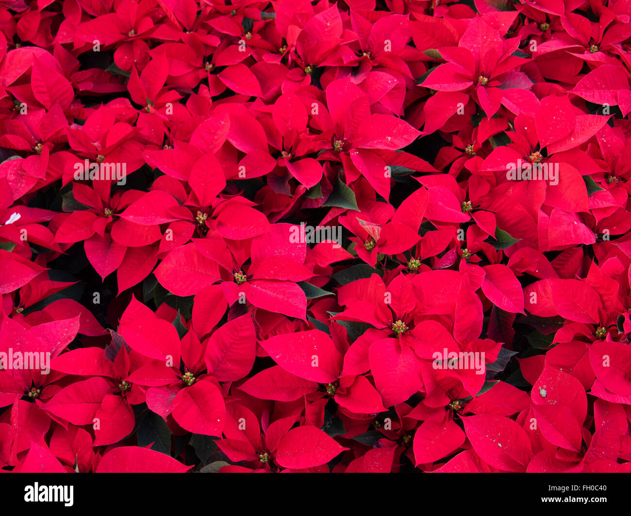 Poinsettias christmas flower Stock Photo