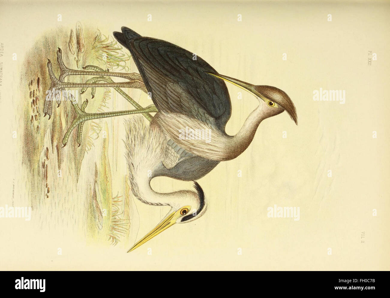 This guide provides an overview of the diverse bird species found in ...