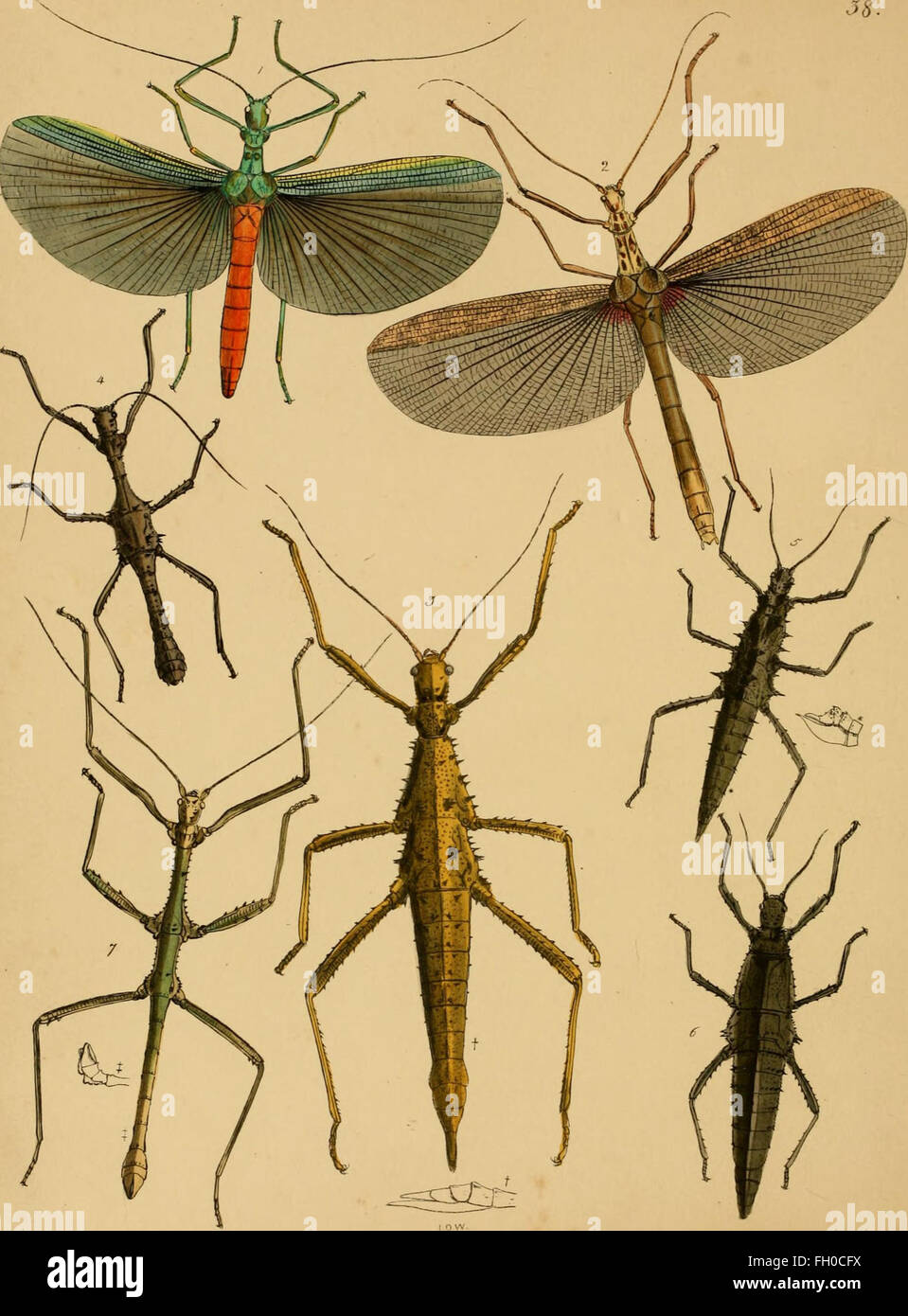 This work presents a collection of rare and beautiful insect species ...