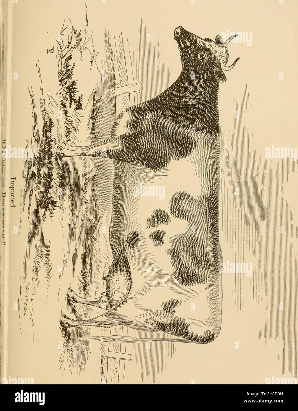 The dairy cow. A monograph on the Ayrshire breed of cattle (1875) Stock Photo