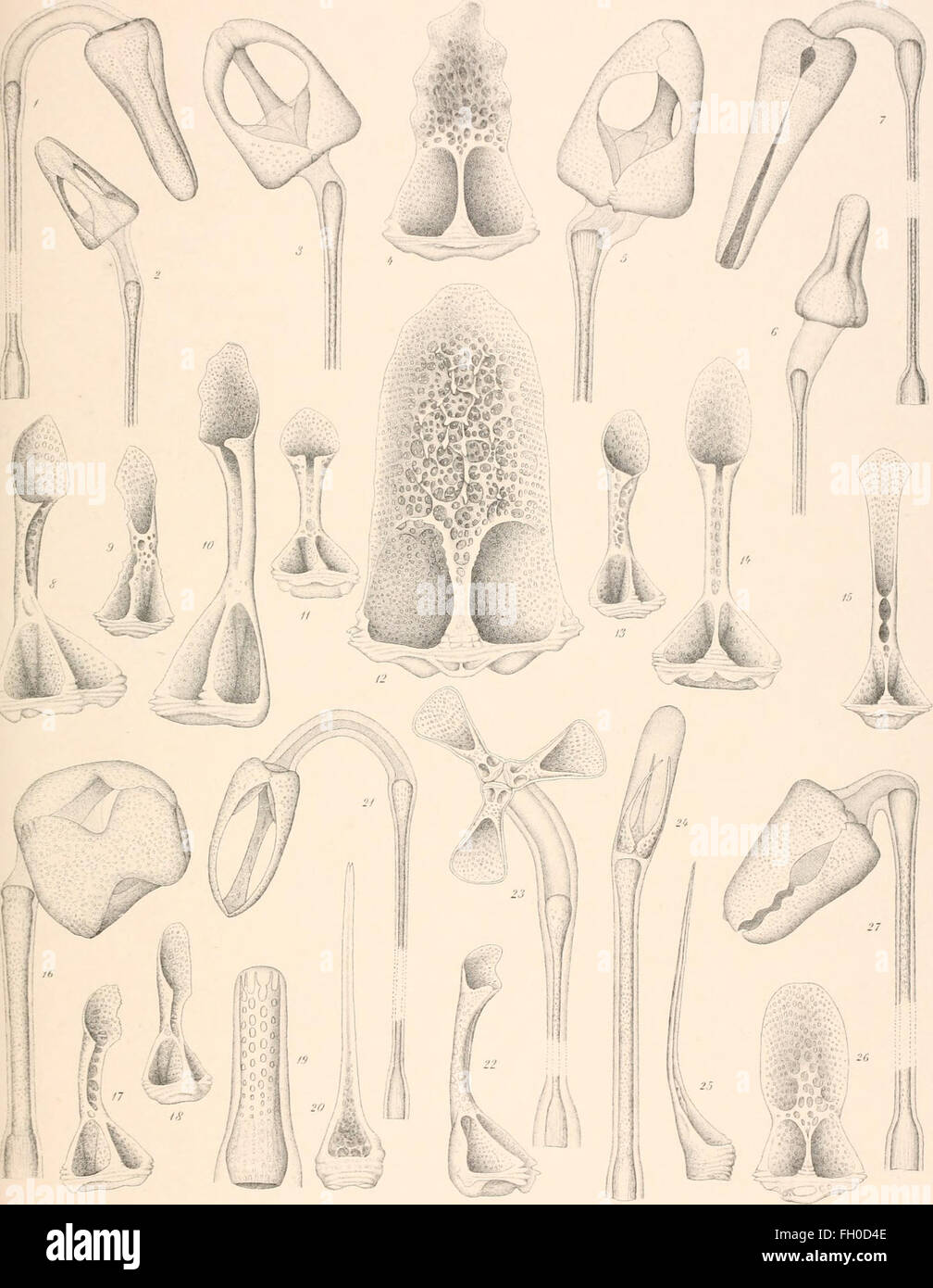 The Danish IngolfExpedition (1903 Stock Photo Alamy