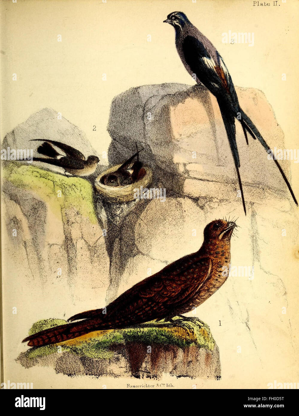 An accessible overview of bird species, their behavior, and ...
