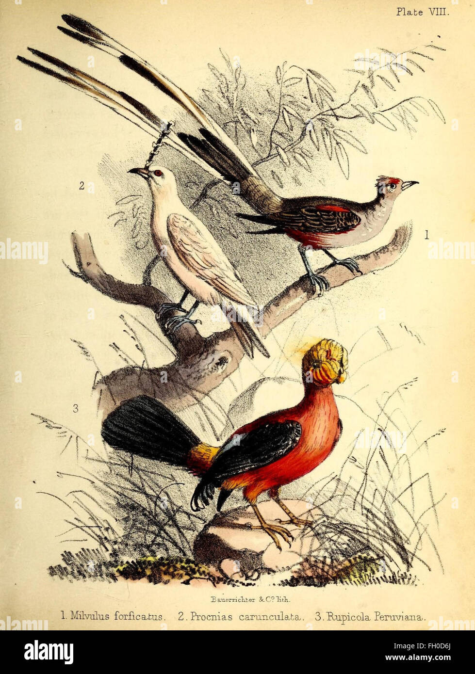 This book provides an accessible history of bird species, detailing ...