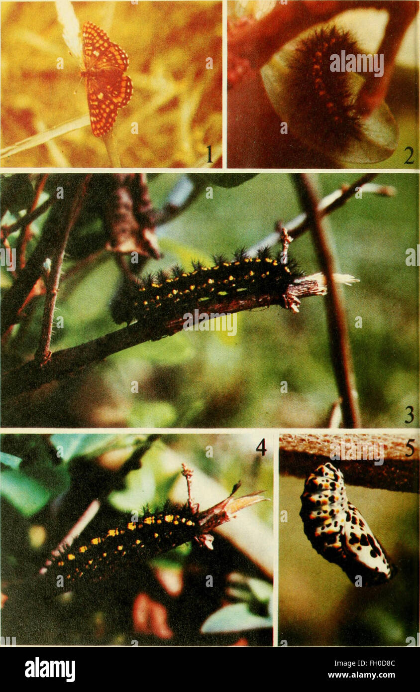 Documenting insect morphology hi-res stock photography and images - Alamy