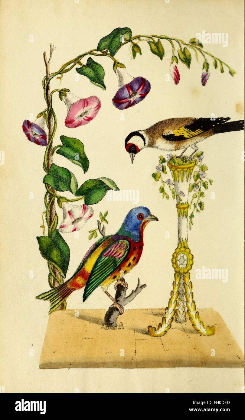 A study of bird communication, exploring the various sounds, calls, and ...