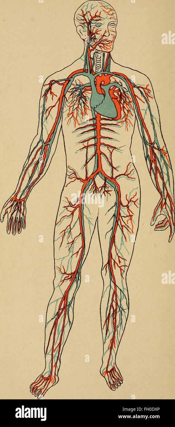 The outlines of anatomy, physiology, and hygiene. Being an edition of The essentials of anatomy, physiology, and hygiene, rev. to conform to the legislation making the effects of alcohol and other Stock Photo