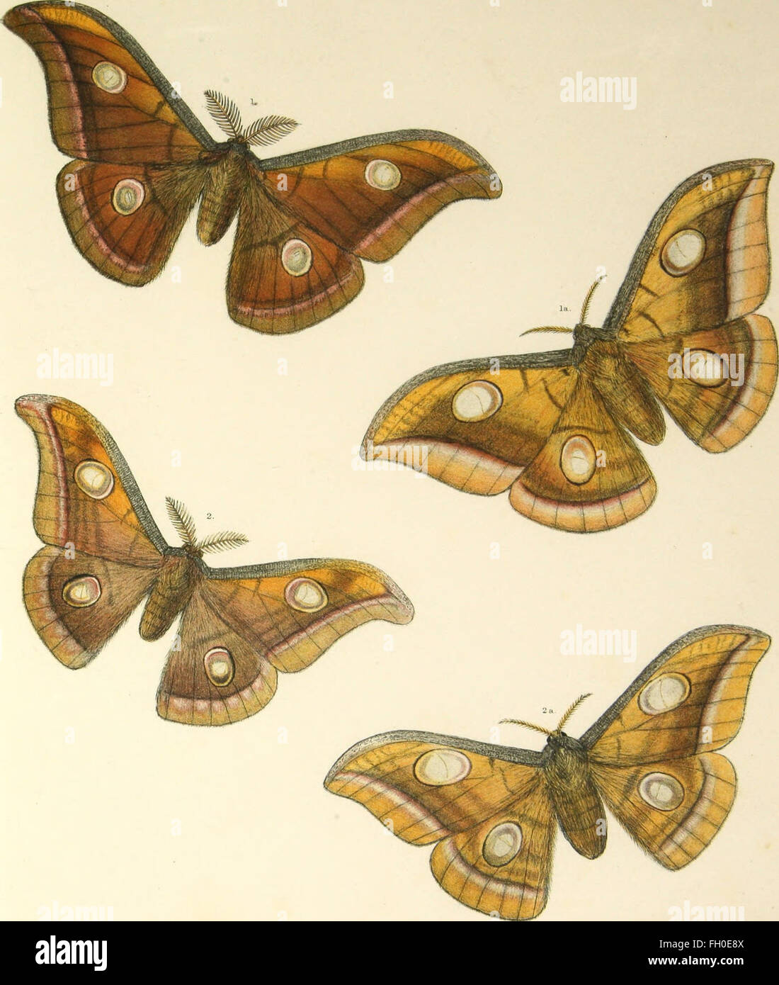 The silkworm moths of India; or, Indian Saturnidae, a family of Bombycia moths, with antennae of males distichously pectinate and body wooly. Six plates, containing 25 figures, coloured after nature Stock Photo