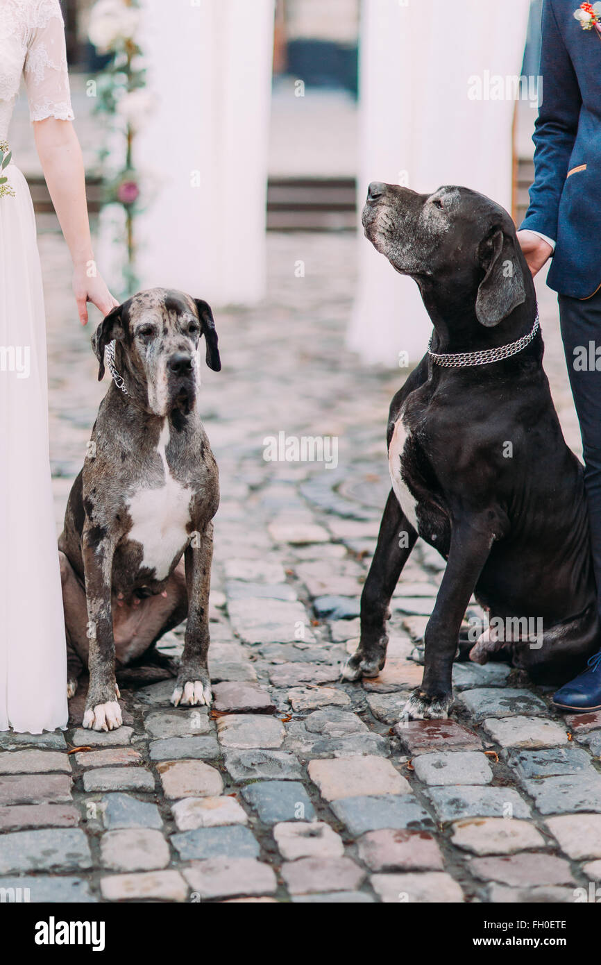 Two big black and white purebred dogs holding by wedding couple close ...