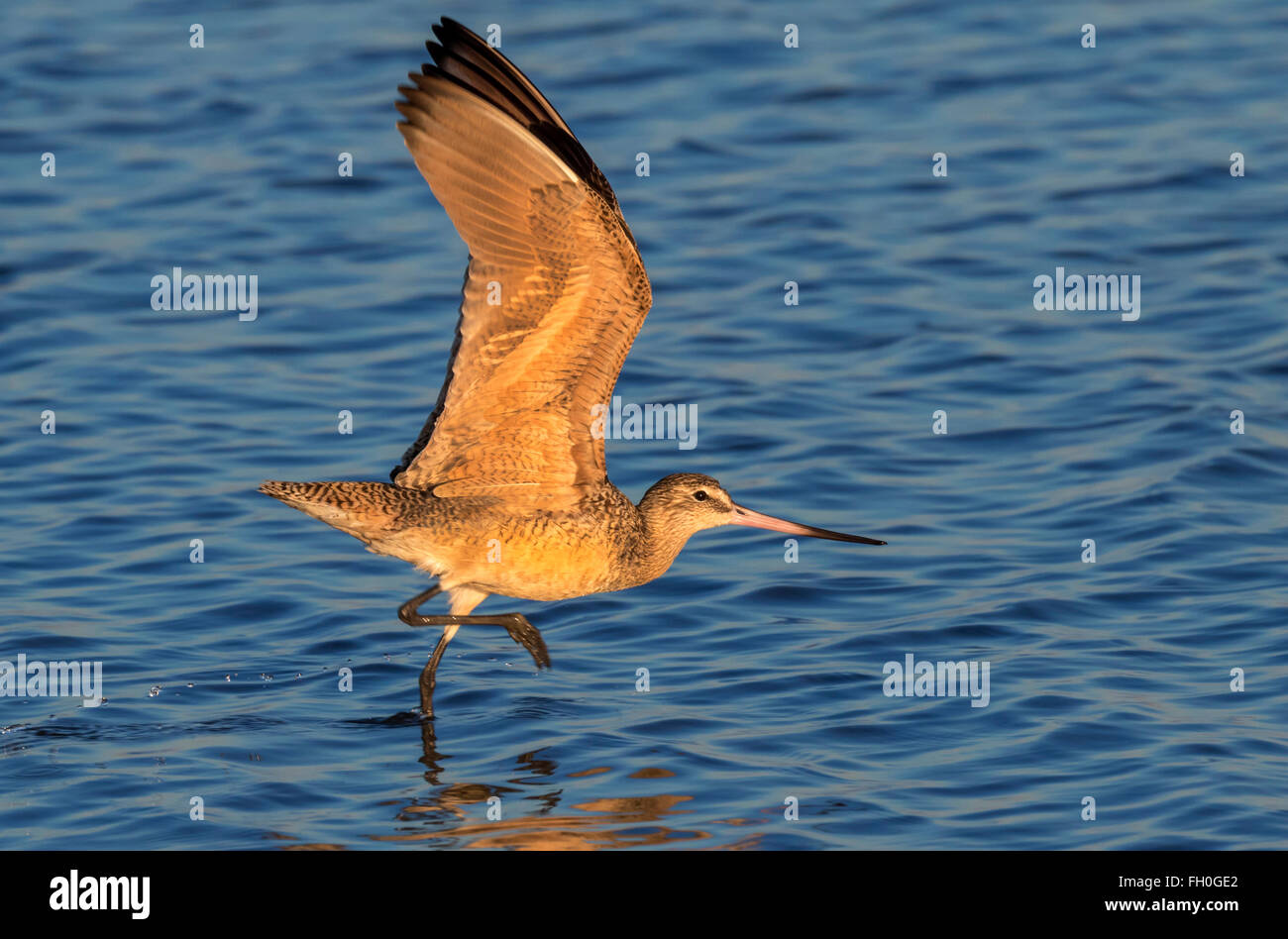 Marbled godwit limosa fedoa hires stock photography and images Alamy