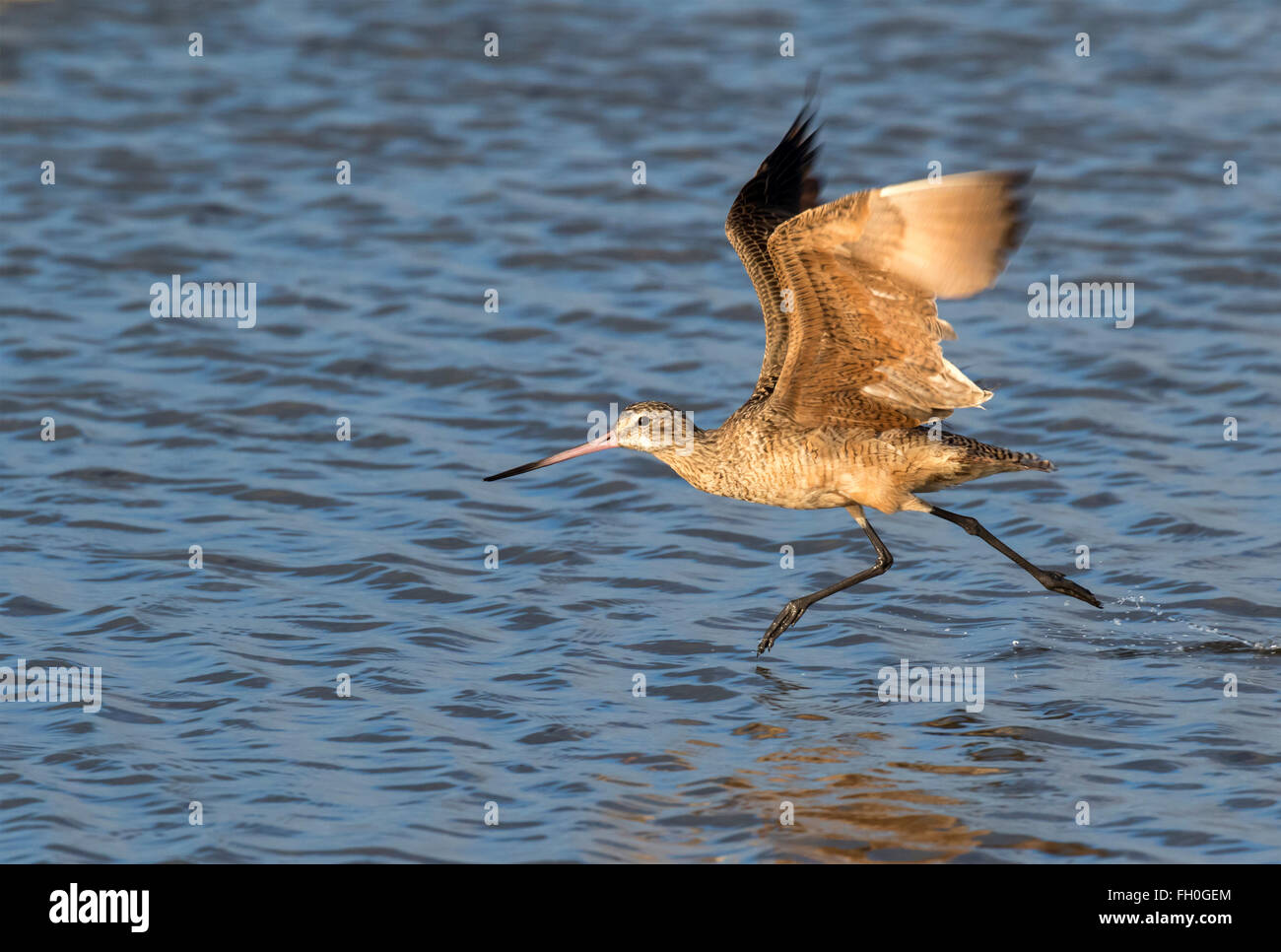 Marbled godwit (Limosa fedoa) taking off in shallow water near the ocean shore, Galveston, Texas, USA. Stock Photo