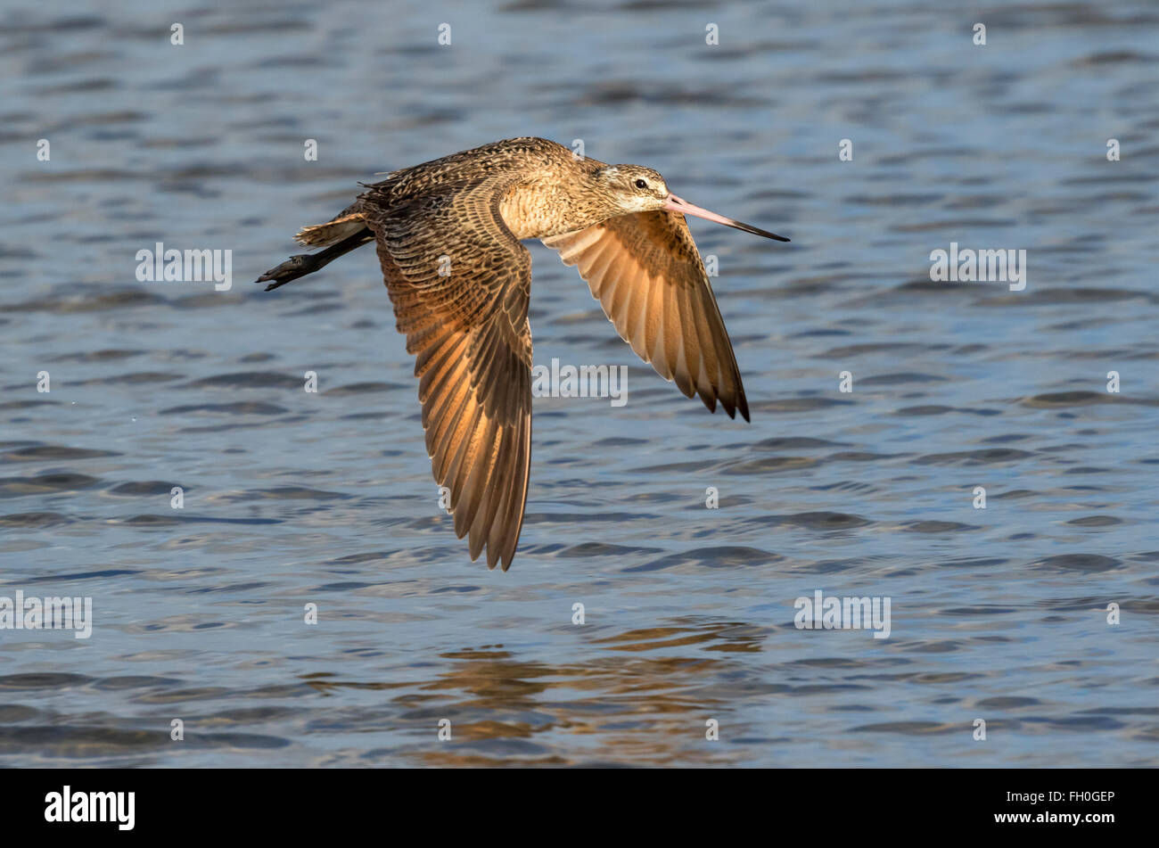 Limosa fedoa hi-res stock photography and images - Alamy
