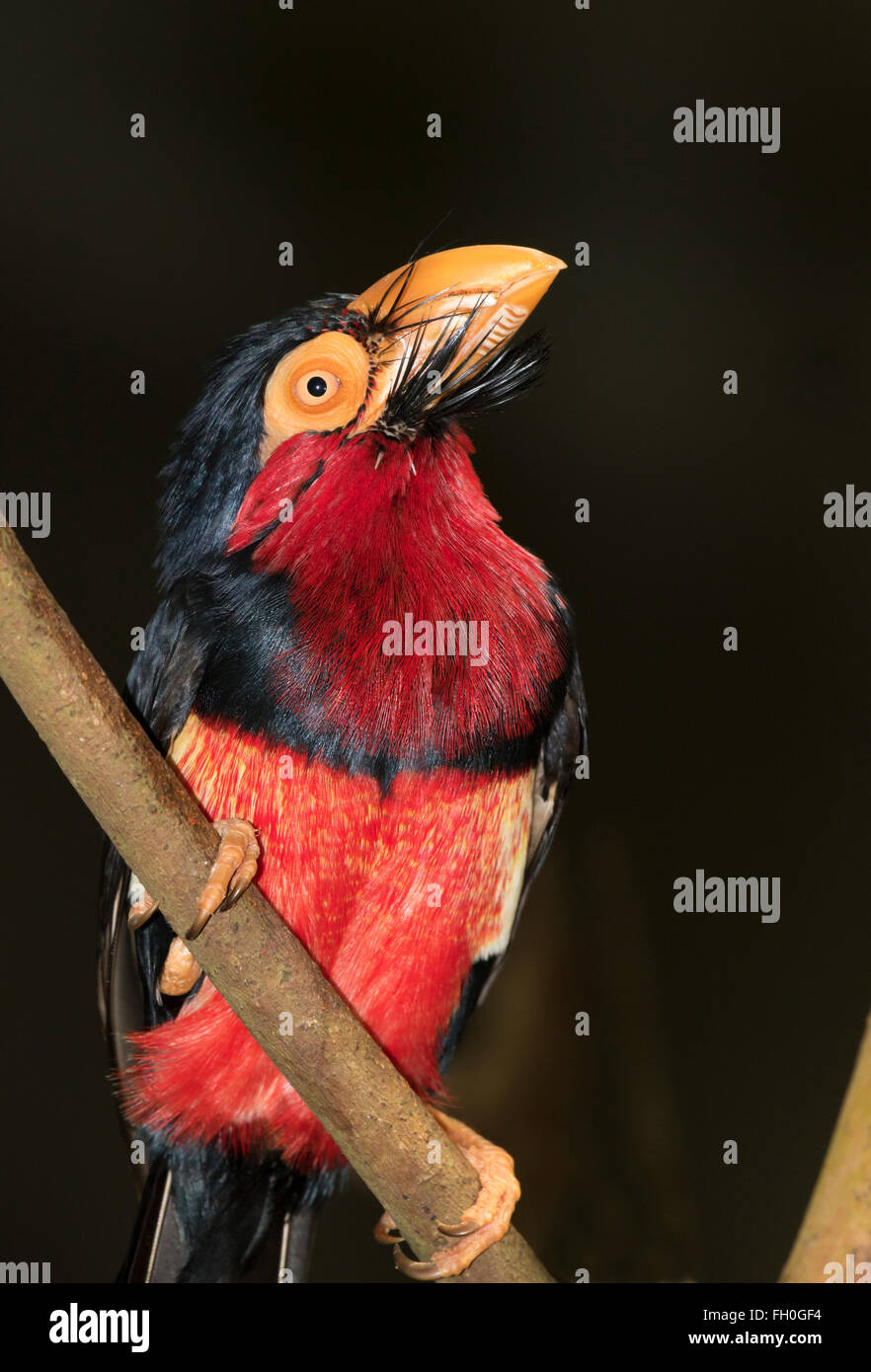 Bearded barbet (Lybius dubius), captive (native to western Africa) Stock Photo