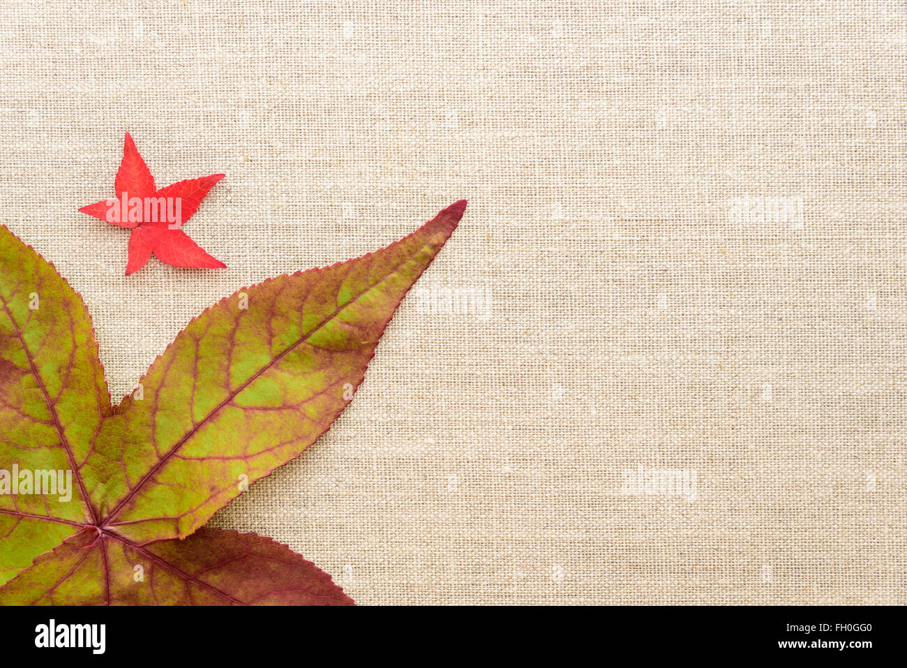 Two red maple leaves on a hi-res stock photography and images - Alamy