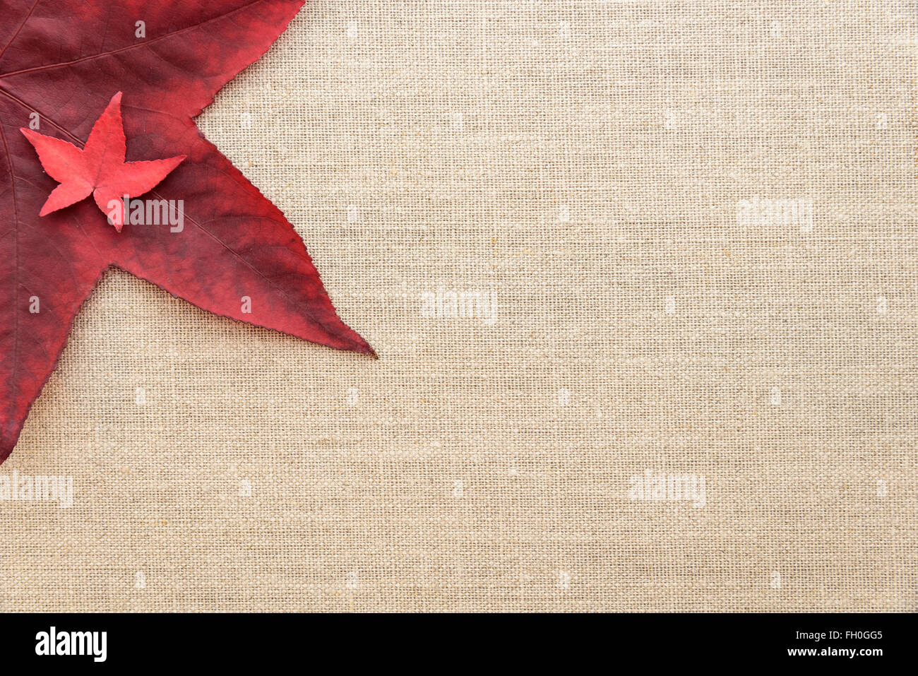 Fall color, two red maple leaves arranged on a linen background Stock ...
