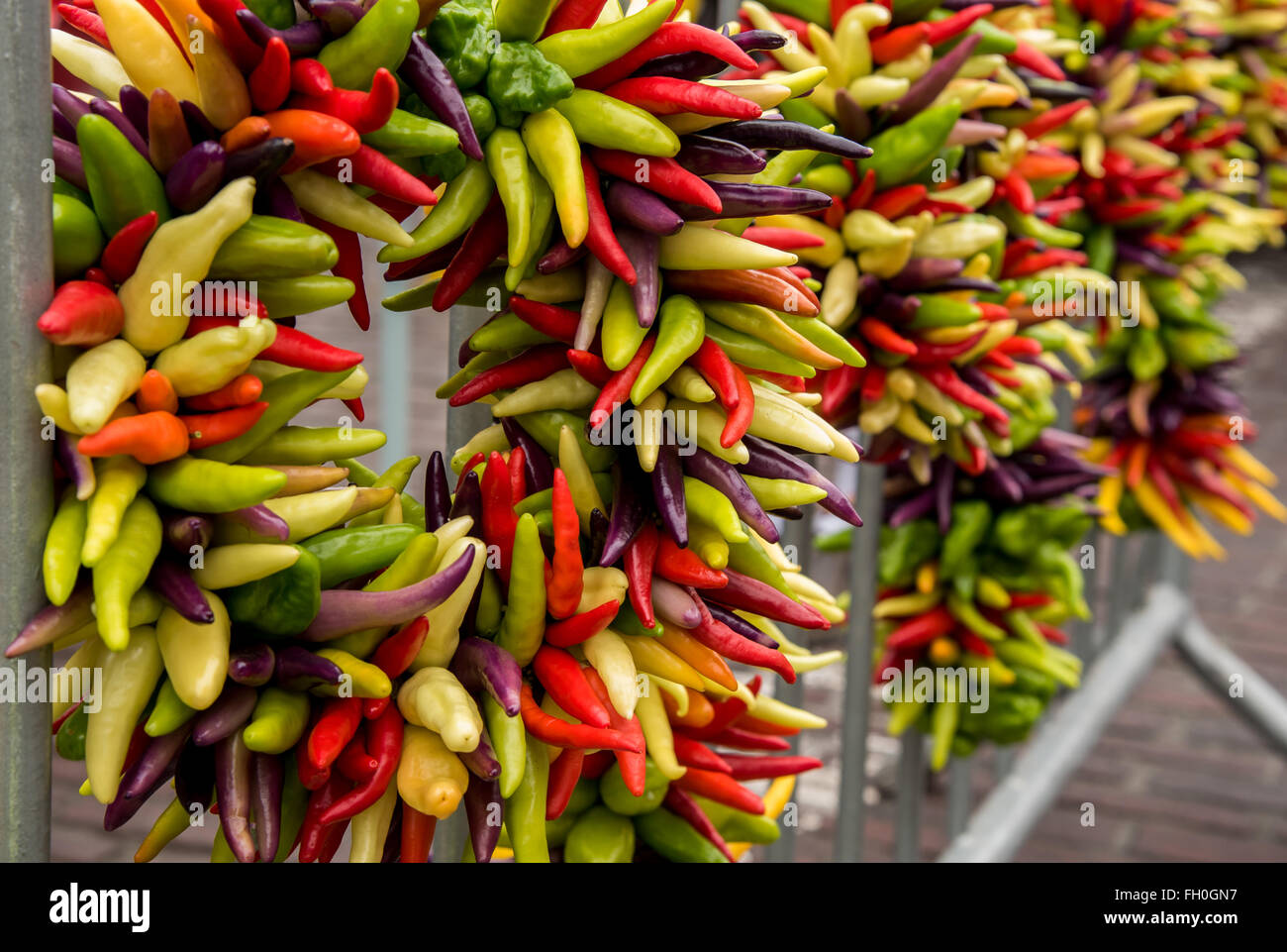 Chili pepper wreaths hanging on a metal fence Stock Photo Alamy