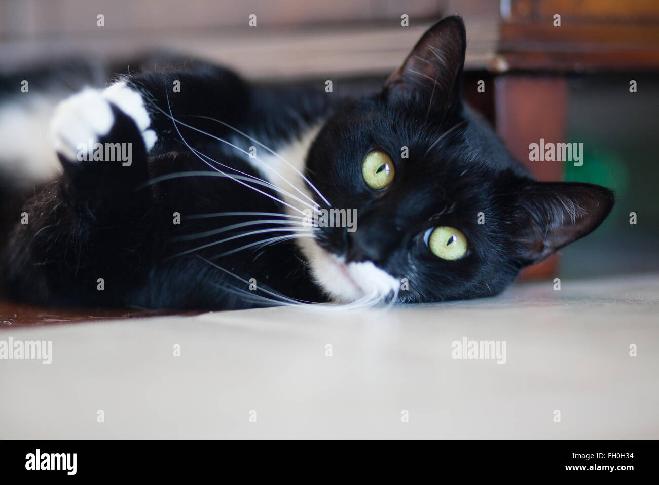 Black cat with white paws hires stock photography and images Alamy