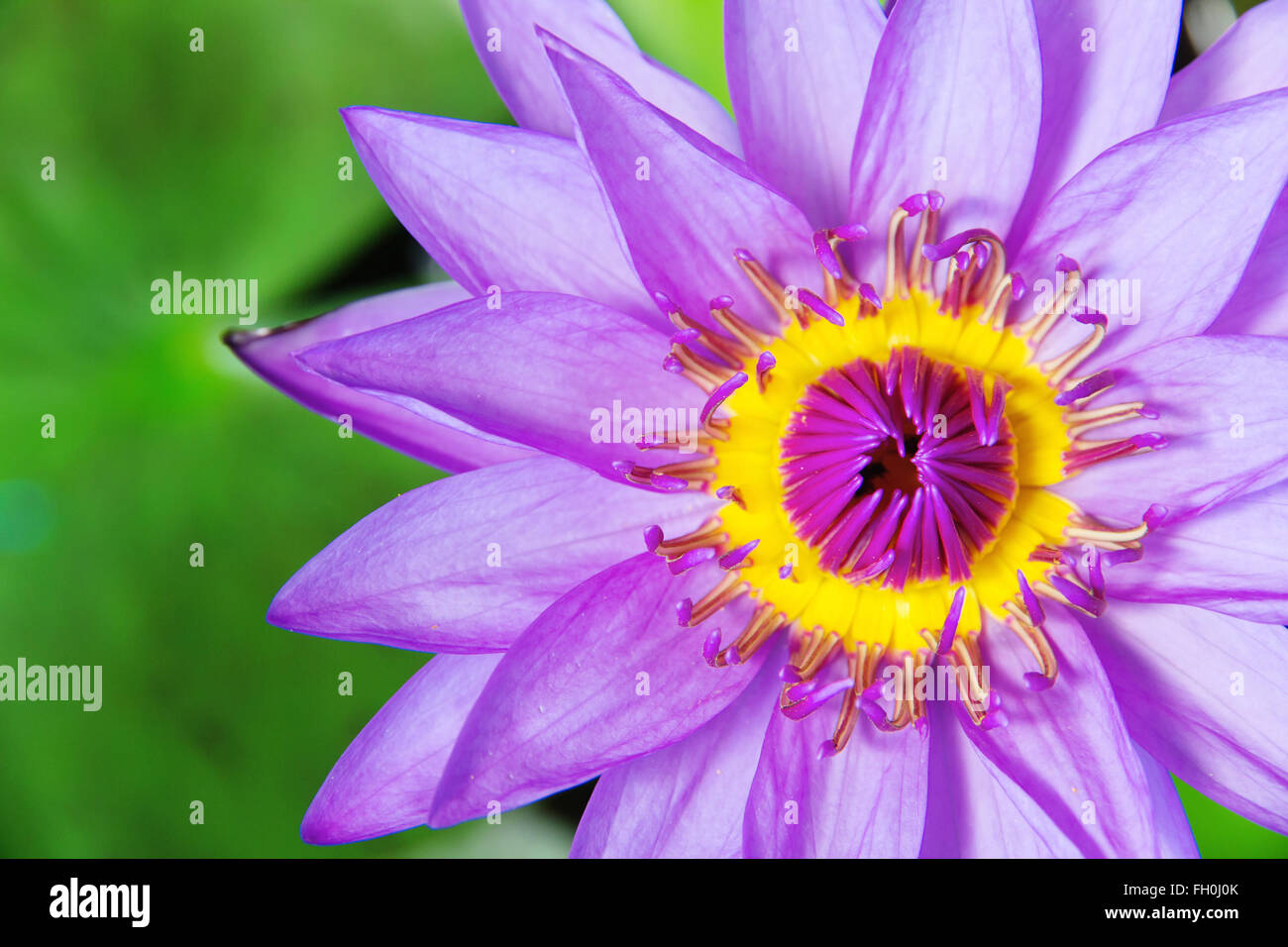 Short Lotus Flower - Pink main image 1