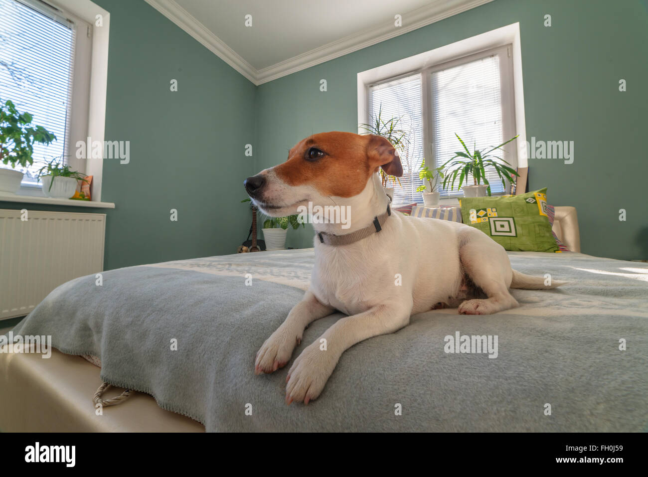 jack russel terrier on bed Stock Photo Alamy