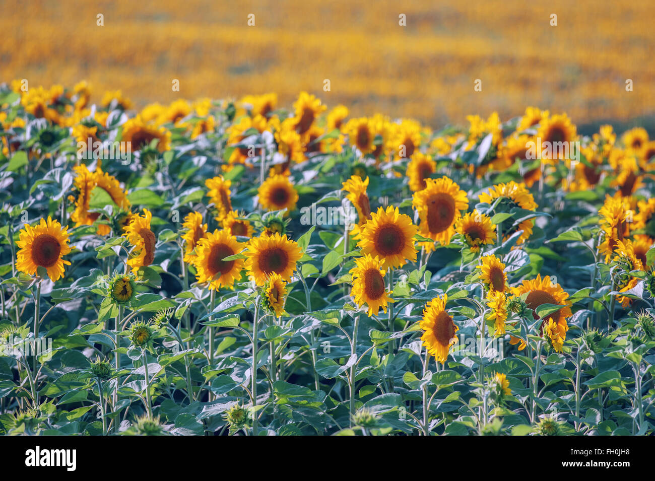 the sunflower field close up Stock Photo - Alamy