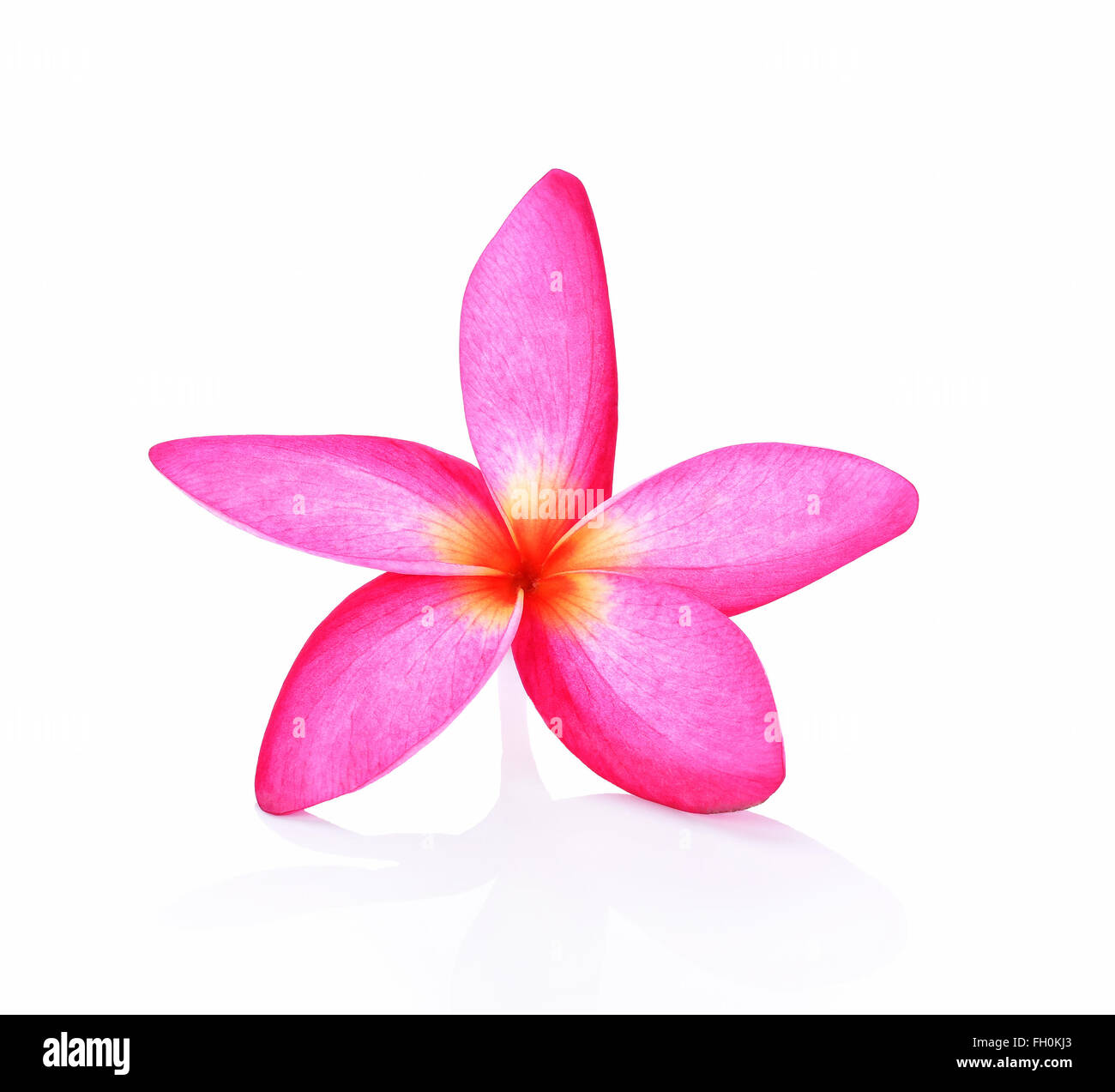 Frangipani flower on white background Stock Photo