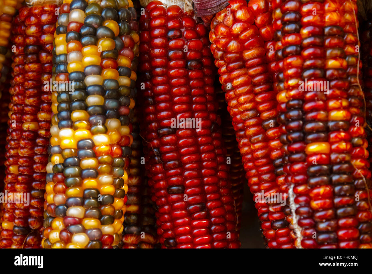 a close-up shot of recently harvested corn in red, yellow and purple colors Stock Photo