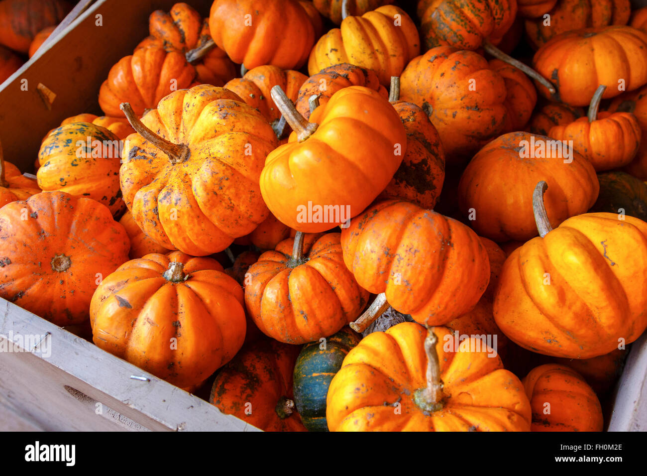 A wood crate with recently harvested pumpkins at a local ranch Stock ...