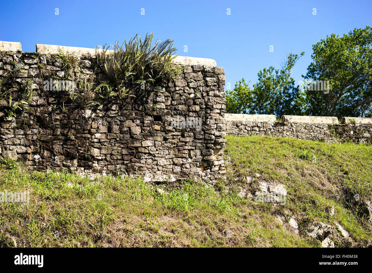 stone wall covered with plants in sunshine Stock Photo