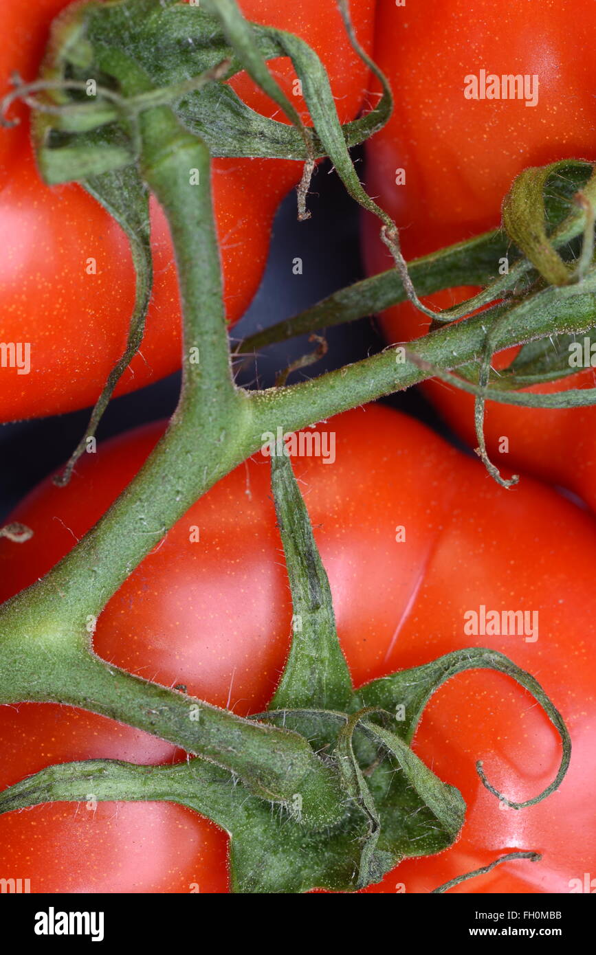 Closeup of bunch red tomatoes Stock Photo