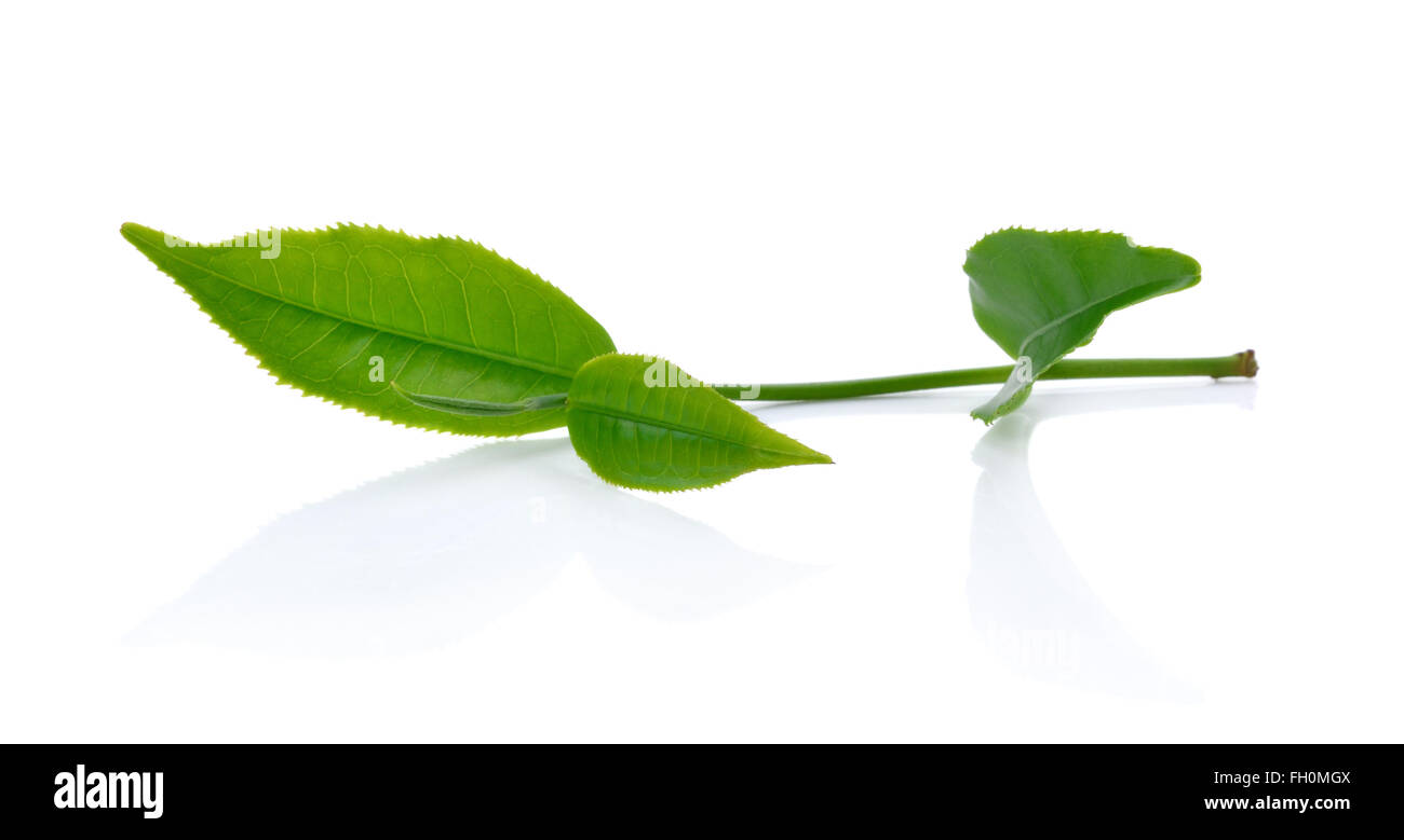Green tea leaf isolated on white background Stock Photo
