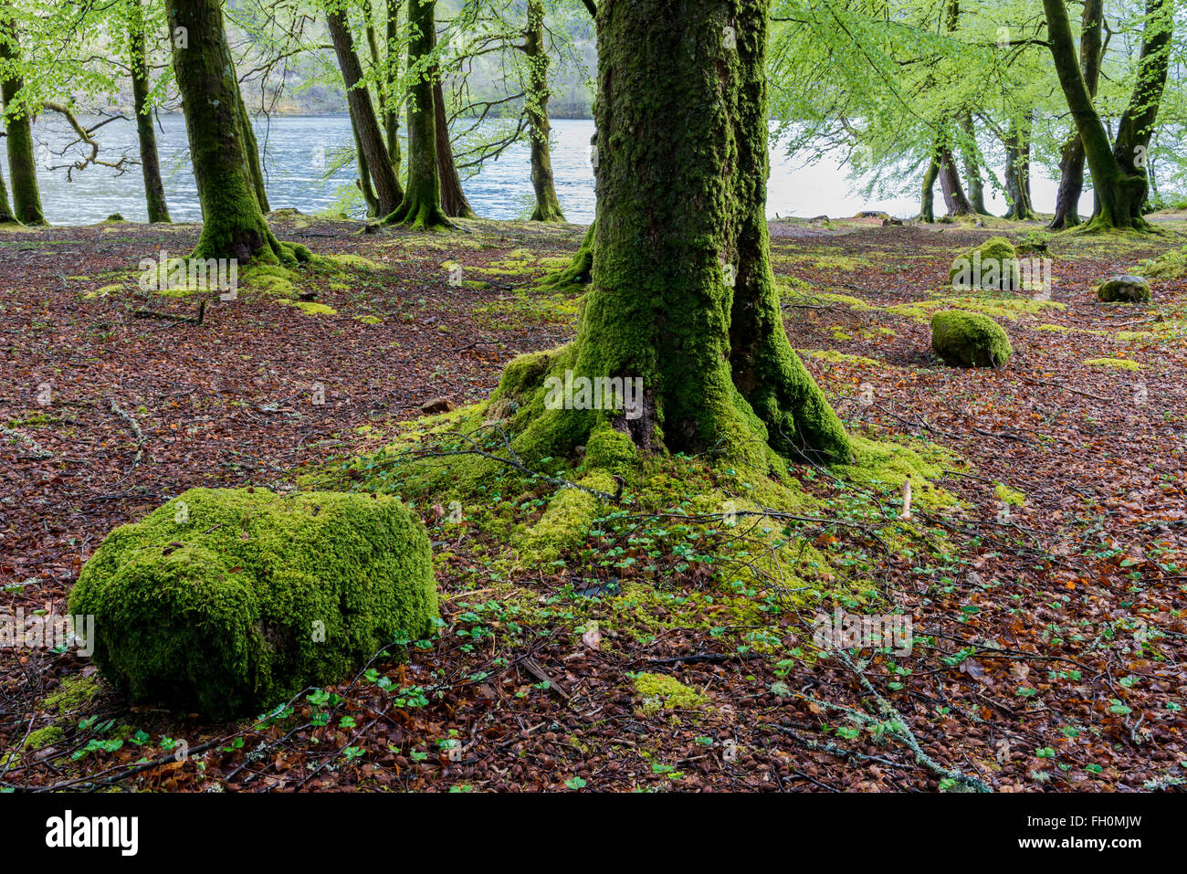 Scottish Beech Hi res Stock Photography And Images Alamy scottish-beech-hi-res-stock-photography-and-images-alamy