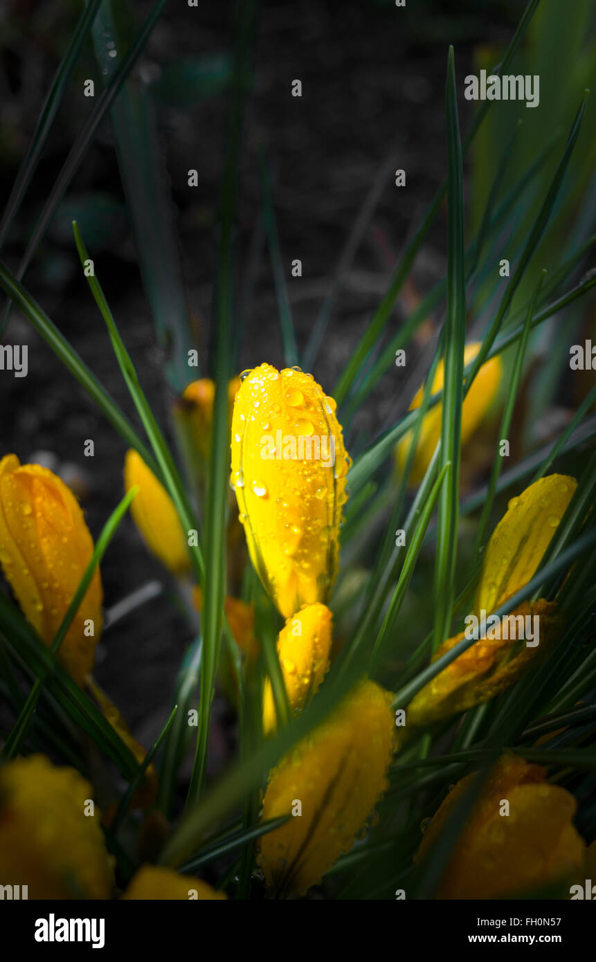 Yellow crocus after a spring shower. Stock Photo