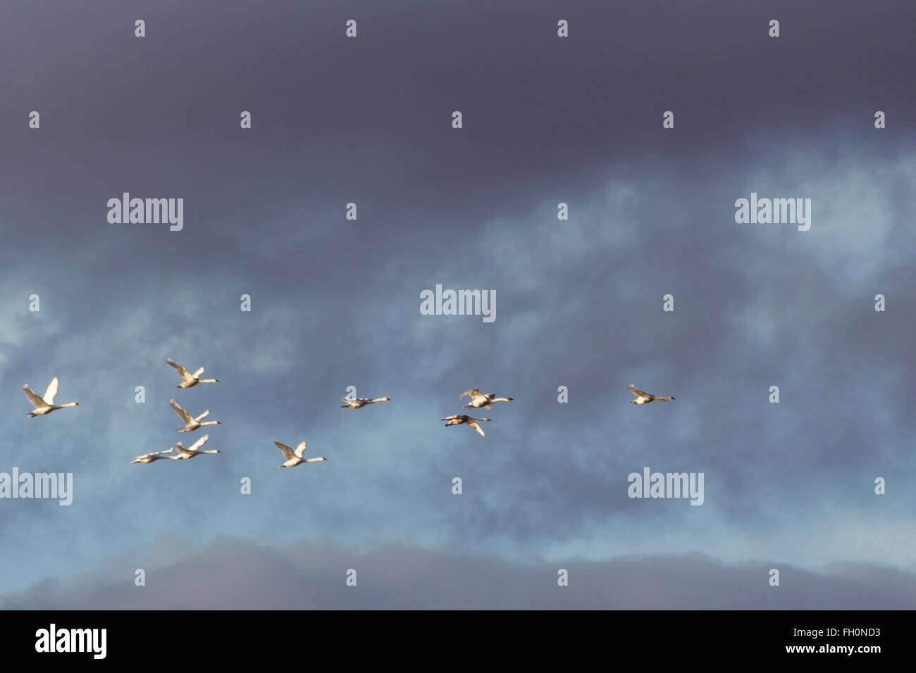 Flock of swans in flight against cloudy sky Stock Photo