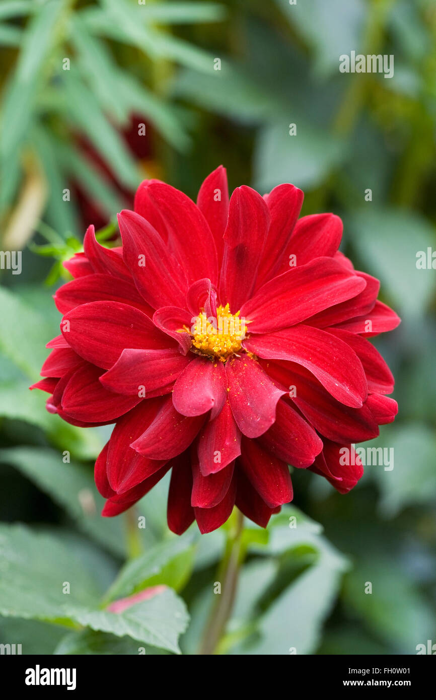 Dahlia 'Arabian Night' flower. Stock Photo