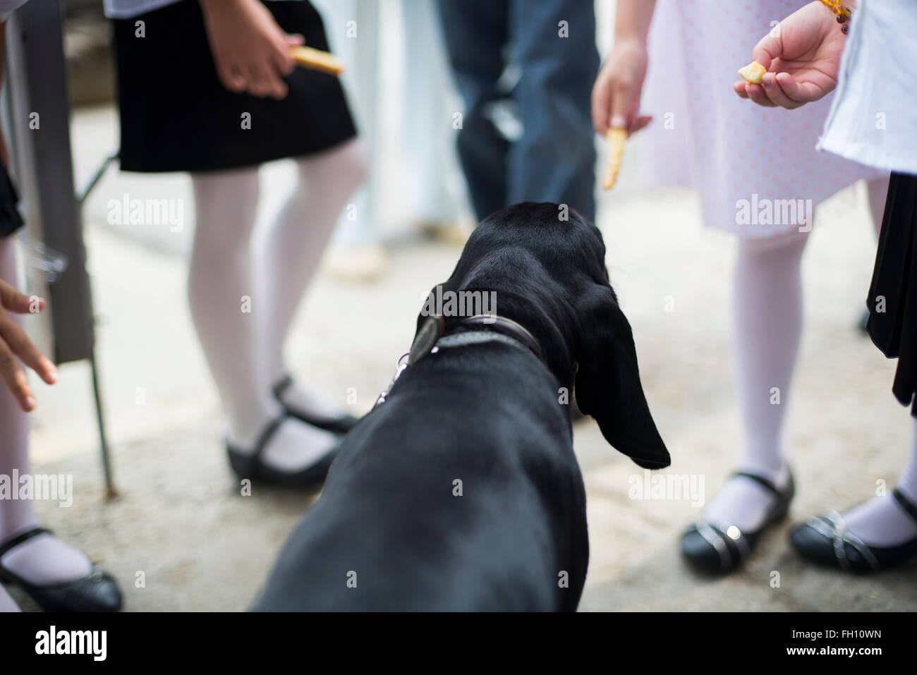 Hands of kids feeding black dog Stock Photo Alamy