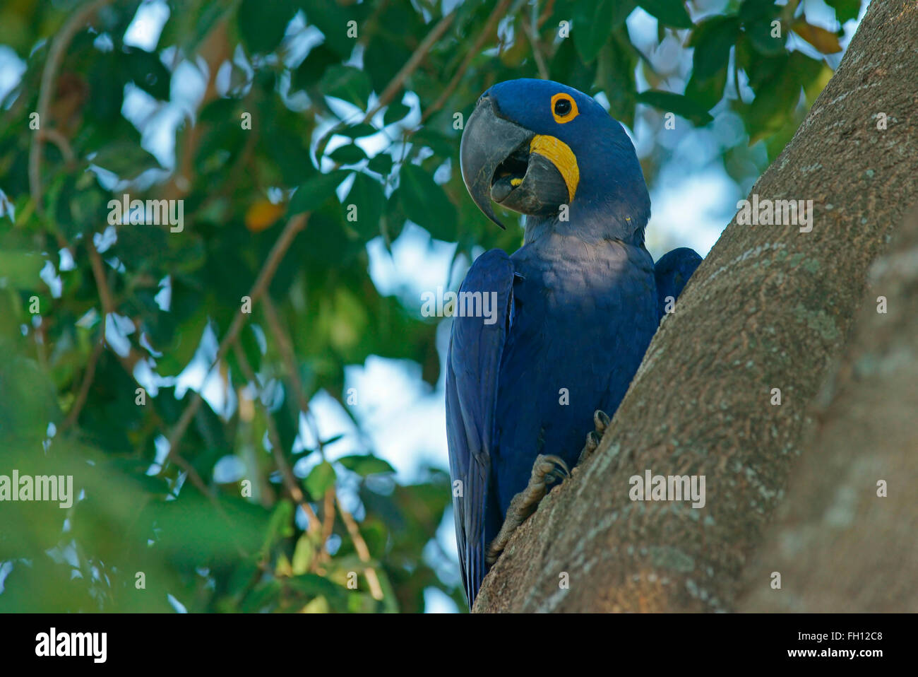 Hyacinth Macaw (Anodorhynchus hyacinthinus) sitting in tree, Pantanal, Mato Grosso, Brazil Stock Photo