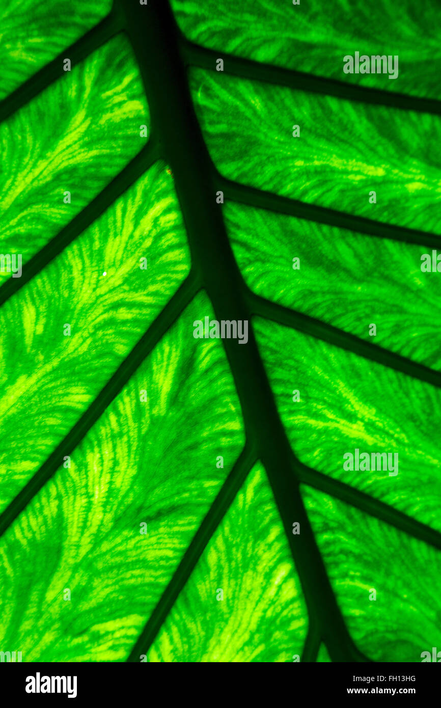 background macro close up abstract of a green black leaf and his veins ...