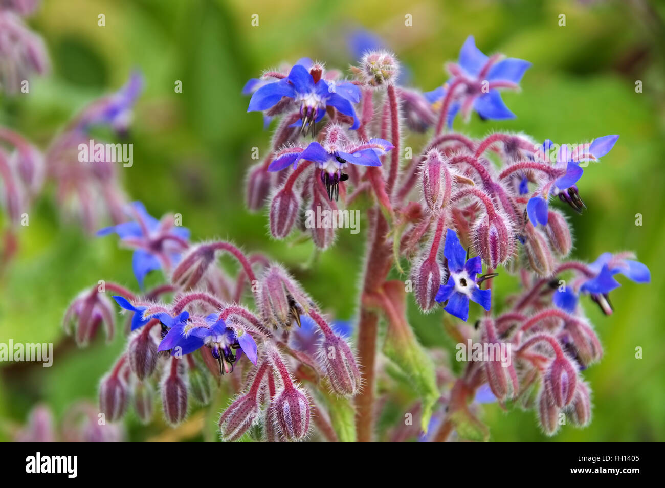 Borretsch blüht blau im Sommer - borage is blooming in blue, traditional spice Stock Photo