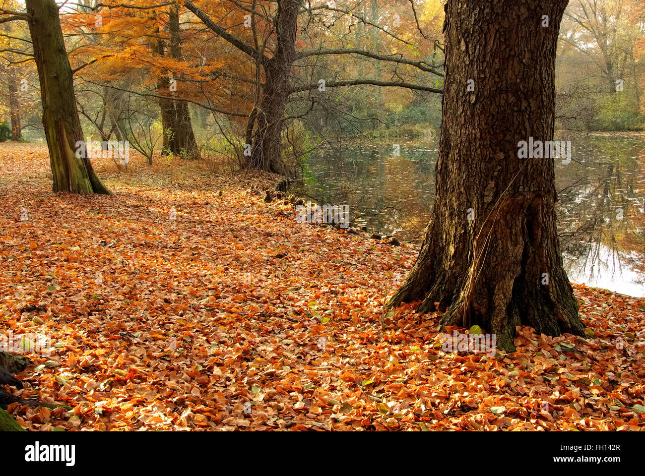 Buche - beech 74 Stock Photo
