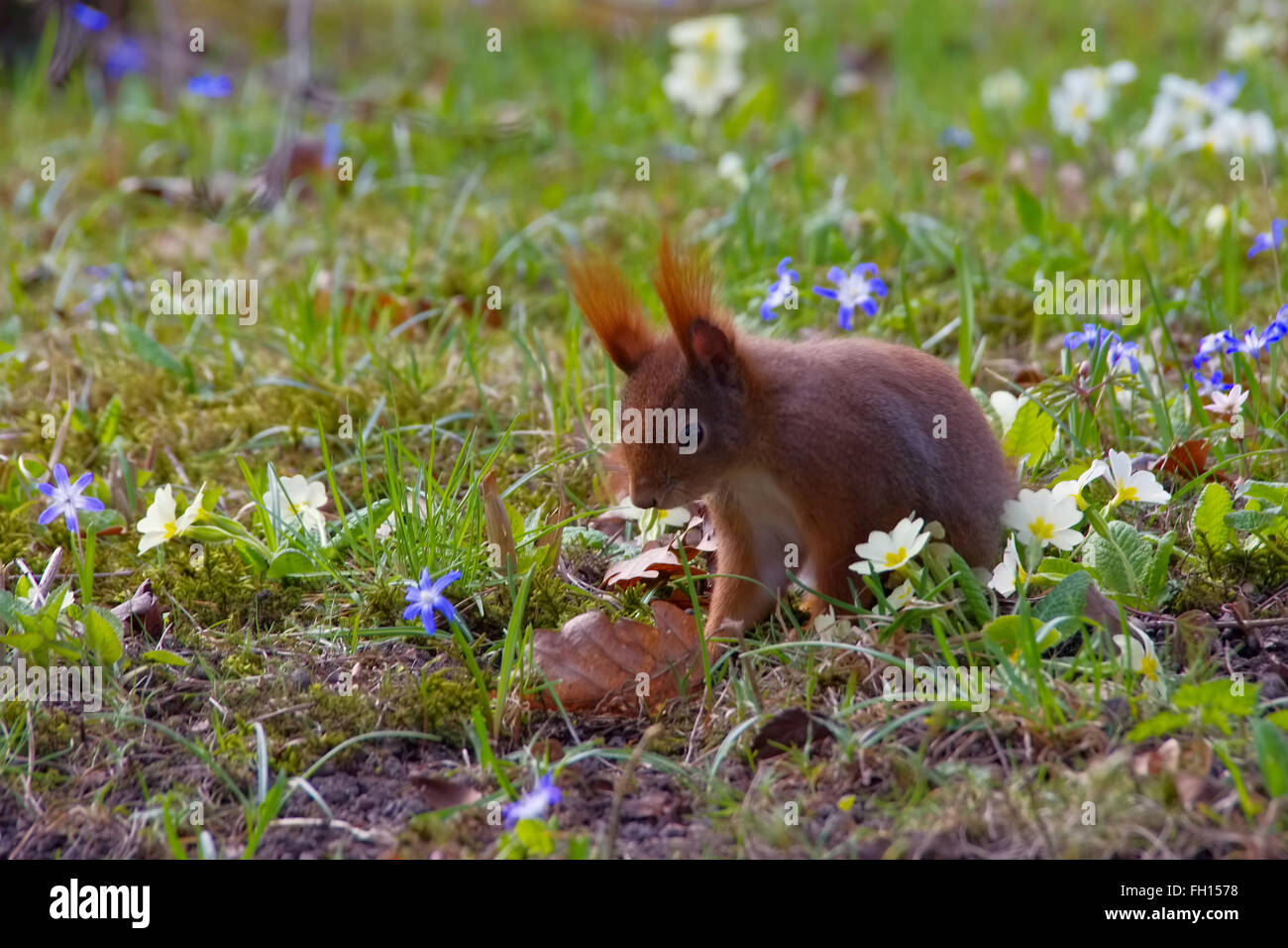 Eichhoernchen im Park im frühling - Red squirrel in a park in spring Stock Photo