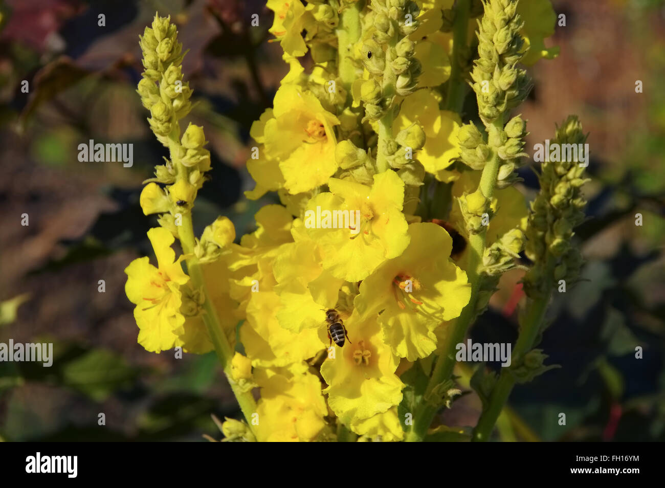 Koenigskerze Pflanze blüht gelb - Verbascum plant is blooming in yellow Stock Photo