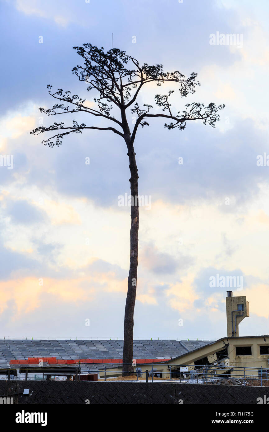 The Miracle Pine Tree, which survived the 2011 Tohoku Earthquake and