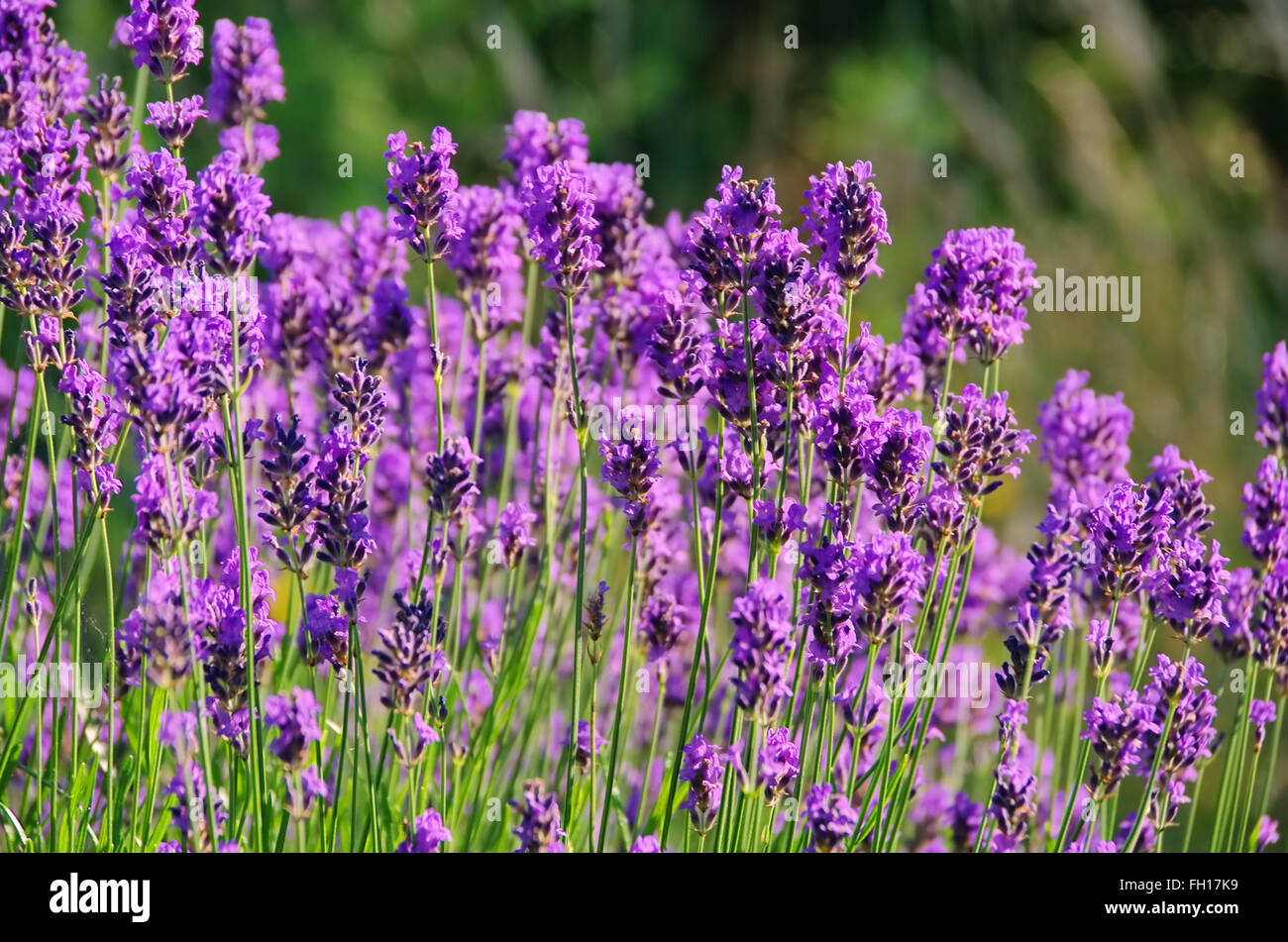 Lavendel - lavender 53 Stock Photo